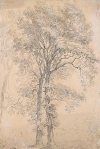 Two Elm Trees and a Distant Round Tower