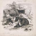 Cattle