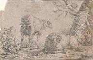 Two Sheep