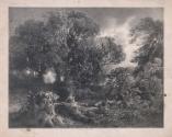 Windswept Forest