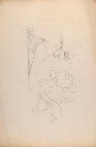 © The Estate of James Sleator