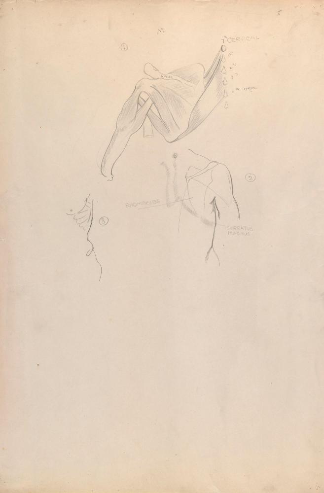 © The Estate of James Sleator