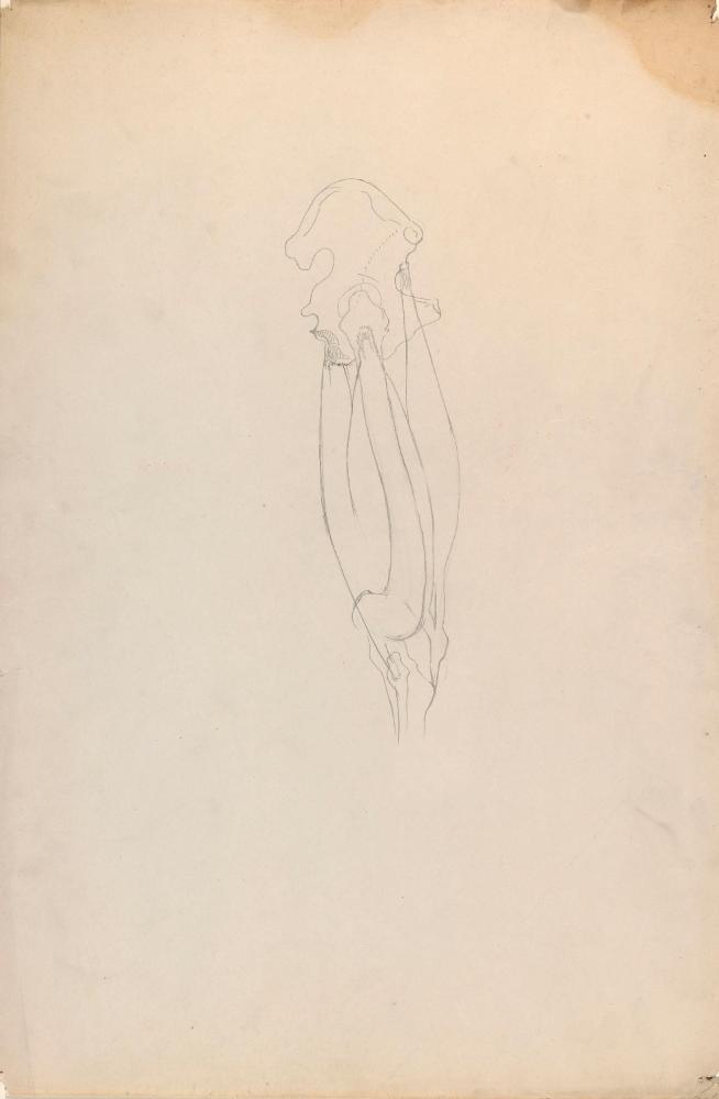 © The Estate of James Sleator