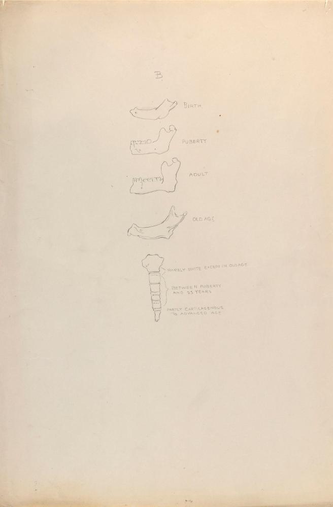 © The Estate of James Sleator