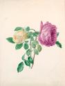 Pink and Yellow Roses