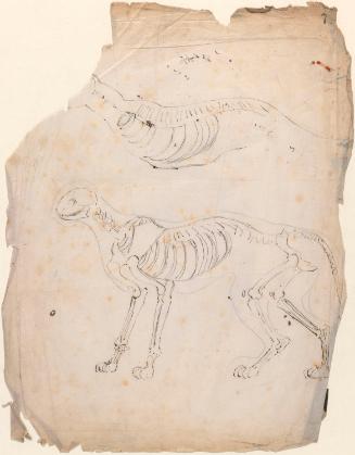 A Cat's Skeleton