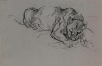 A Lioness Devouring Prey