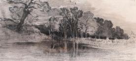 Trees by a Lake