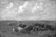 Cattle Resting