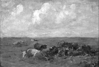 Cattle Resting