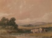Cows Grazing