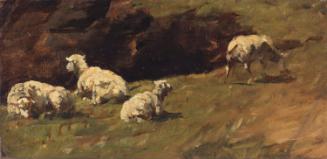 Sheep Resting, a Cow Grazing