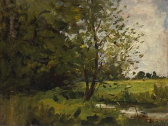 A Stream below Trees