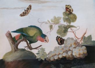 A White-Headed Parrot, Tortoise-Shell and Rock Underwing Butterflies...