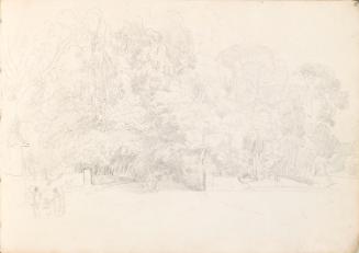 Groups of People Walking along Tree-lined Drive