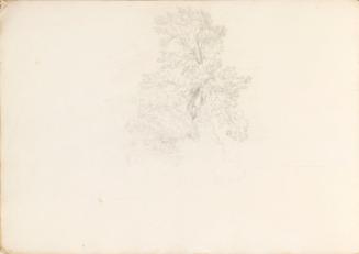 Study of a Tree