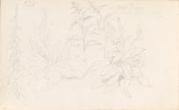 Sketch of Plants