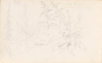 Sketch of Plants
