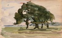 A Clump of Four Trees; Cows (on verso)
