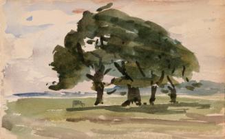 A Clump of Four Trees; Cows (on verso)