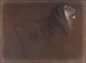 A Lion at the Zoo