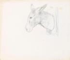 Drawing of a donkey's head