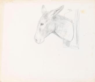 Drawing of a donkey's head