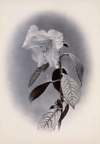 Flower Study (Rhododendron Edgeworthii)