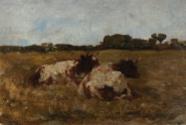 Cattle Resting