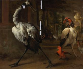 A Japanese Crane and King Vulture