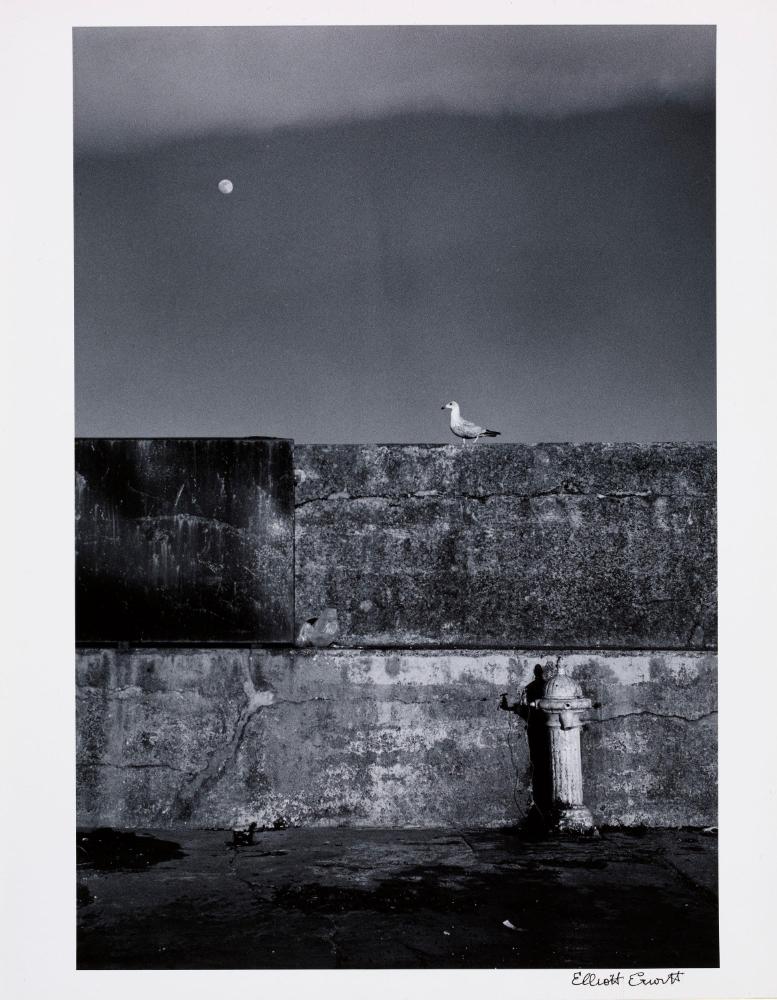 © Elliot Erwitt / Magnum Photos