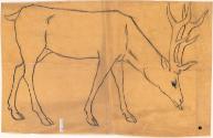 Stag