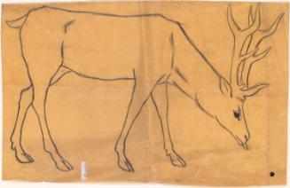Stag