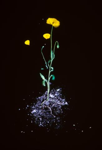 © James Coleman; Courtesy of James Coleman and Marian Goodman Gallery