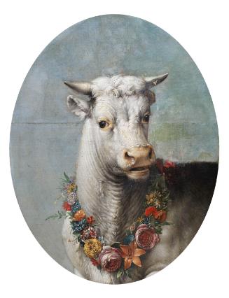 Head of a White Bull